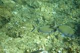 2009-09-07 10-24-40Li